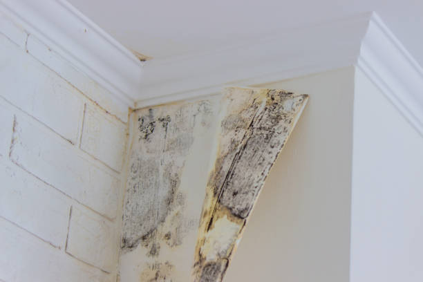 Best Residential water damage restoration  in Breinigsville, PA